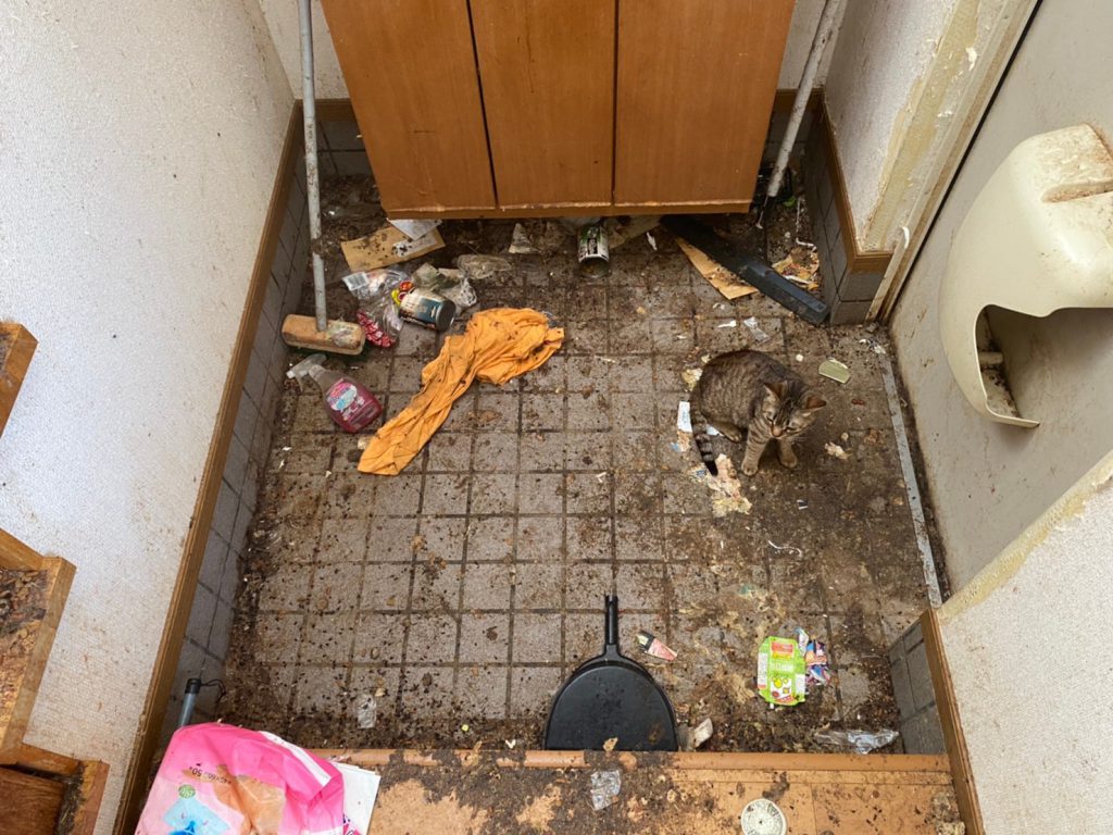 猫の多頭飼い崩壊の家