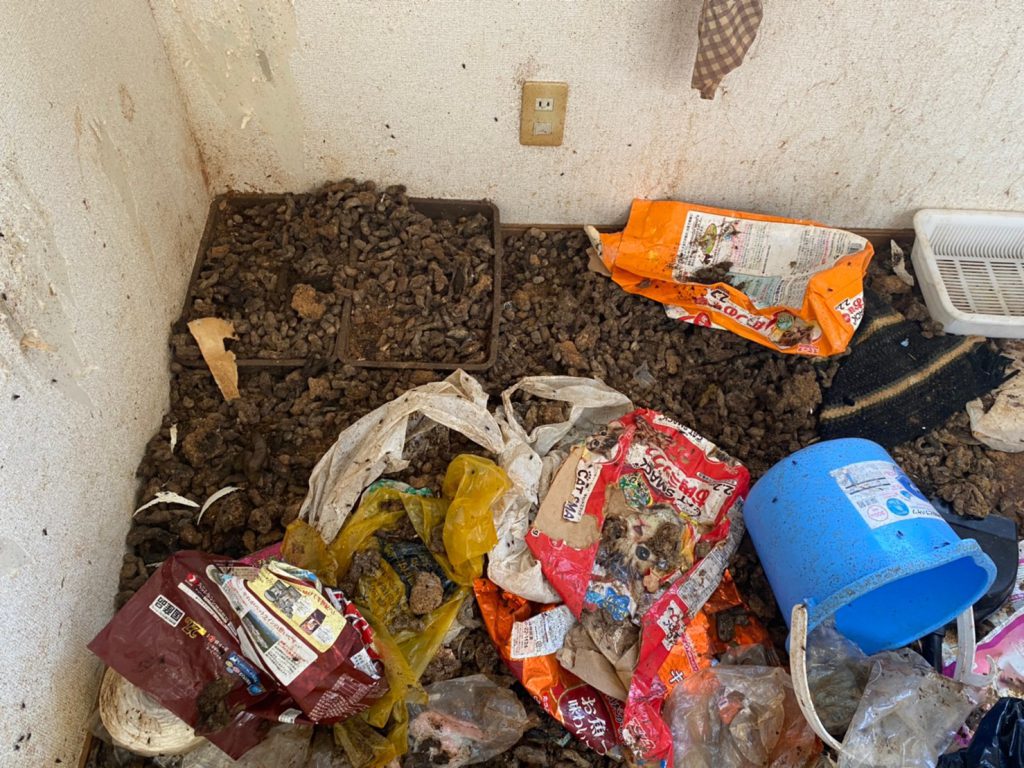 溜まった猫の糞尿