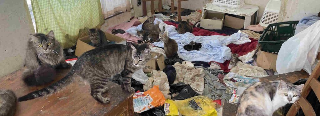 多頭飼い崩壊の家の現状回復